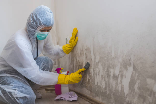 Best Crawl Space Mold Remediation  in Crystal Lake, FL