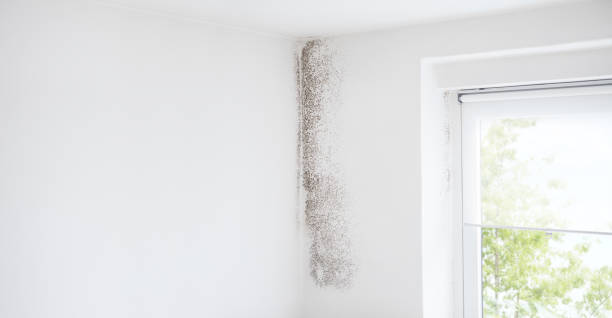 Biohazard Mold Removal in Crystal Lake, FL