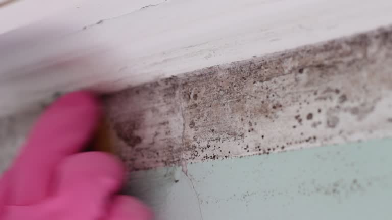 Best Industrial Mold Remediation  in Crystal Lake, FL